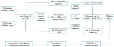 Identification and validation of diagnostic biomarkers and immune cell abundance characteristics in Staphylococcus aureus bloodstream infection by integrative bioinformatics analysis